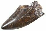 Serrated, Tyrannosaur (Nanotyrannus) Tooth - Montana #357077-1